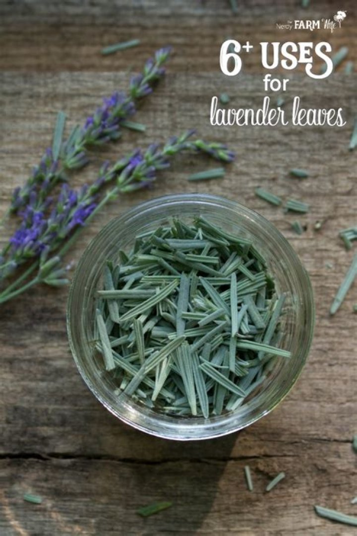 Can you boil lavender leaves?