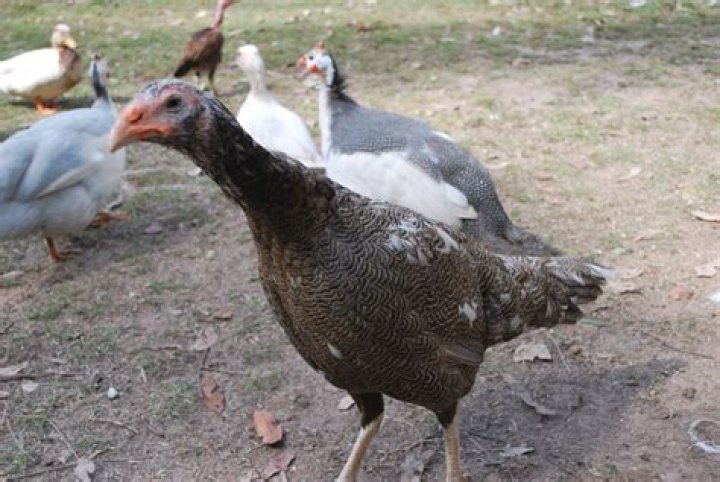 Can you breed a chicken and a turkey?