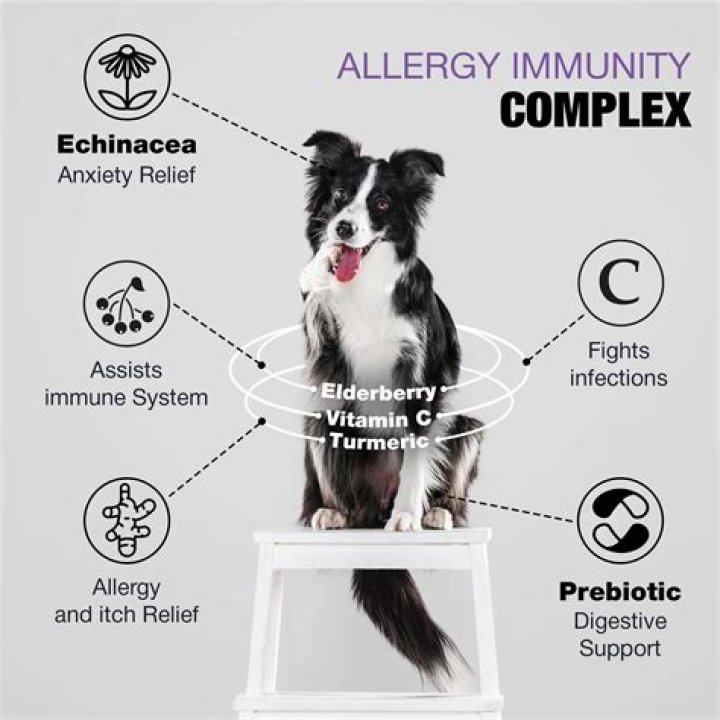 Can you build up an immunity to dog allergies?