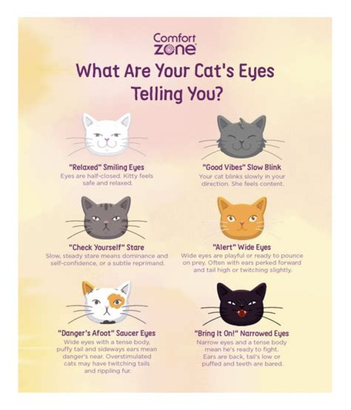 Can you bury your cat in the garden?