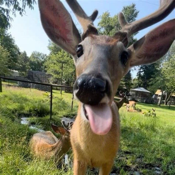 Can you buy a pet deer?