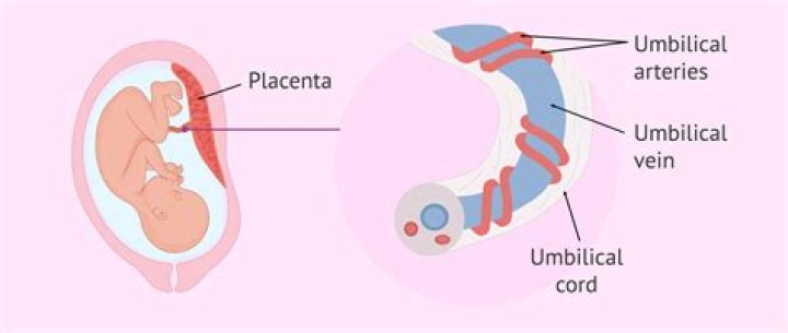 Can you buy placenta to eat?