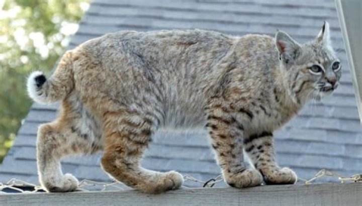 Can you eat a bobcat?