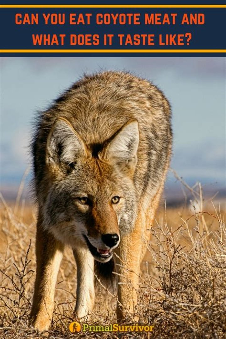 Can you eat a coyote?