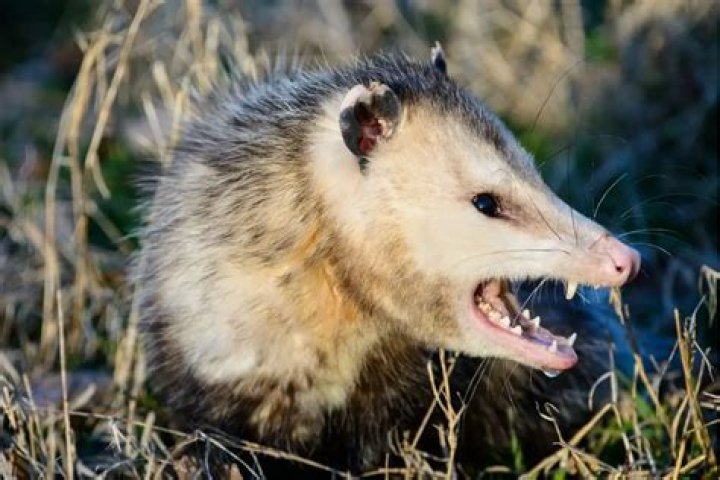 Can you eat a possum?