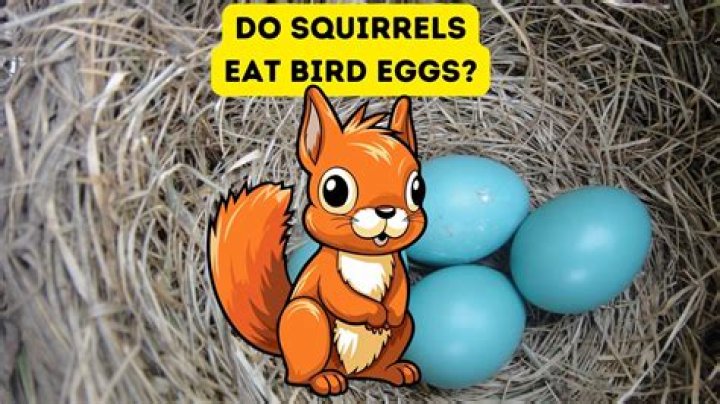 Can you eat bird eggs?