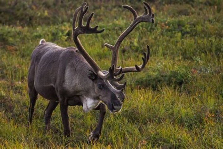 Can you eat caribou?