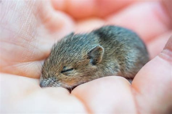 Can you eat cooked mice?