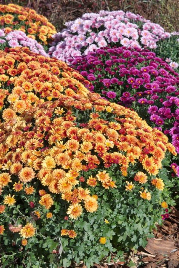 Can you eat mums flowers?
