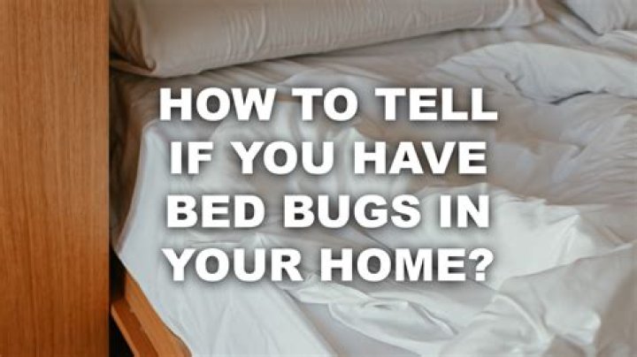 Can you have bed bugs in one room and not the other?