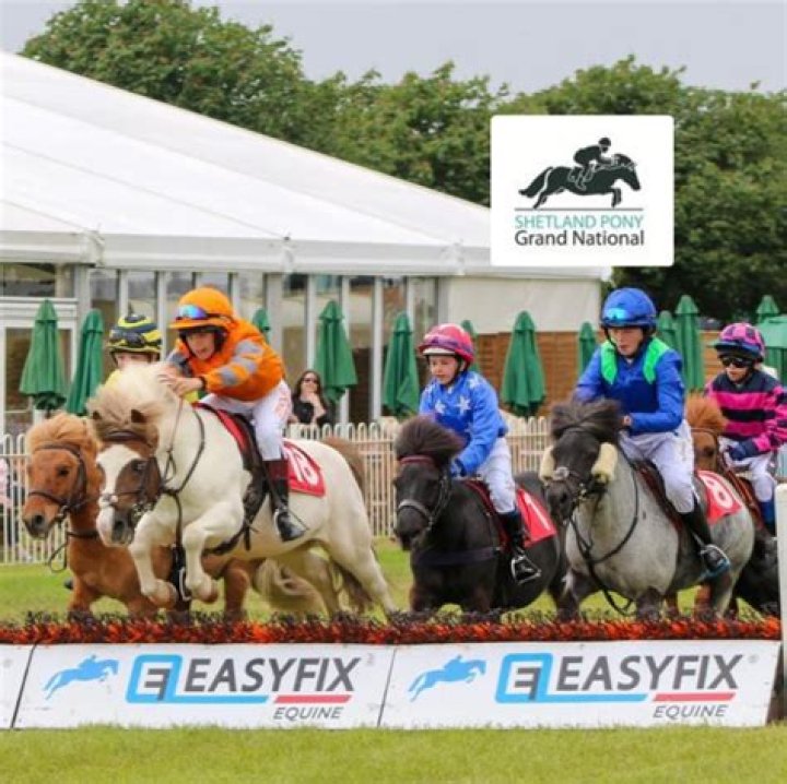 Can you have one horse?