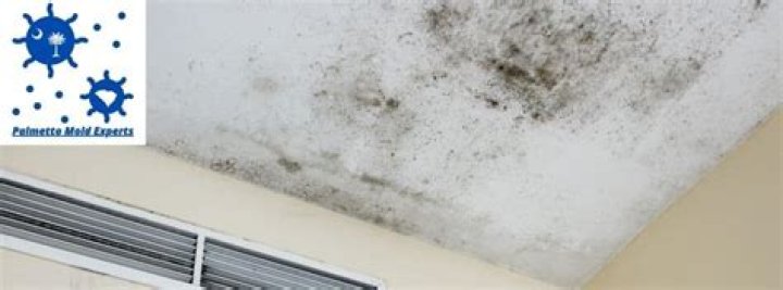 Can you live in a house with mold?