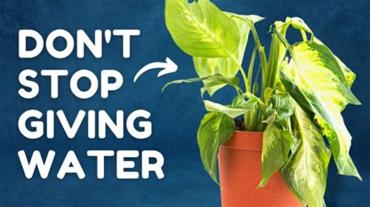 Can you over water a hosta?