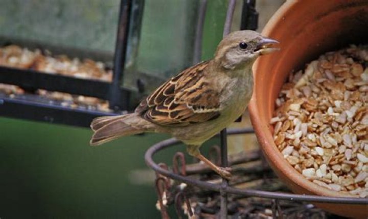 Can you overfeed wild birds?