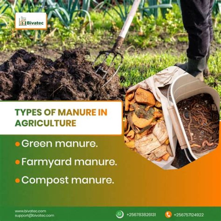Can you plant directly into composted manure?