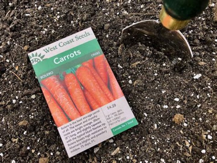 Can you put seeds straight into soil indoors?