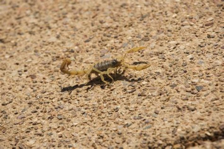 Can you spray for scorpions?