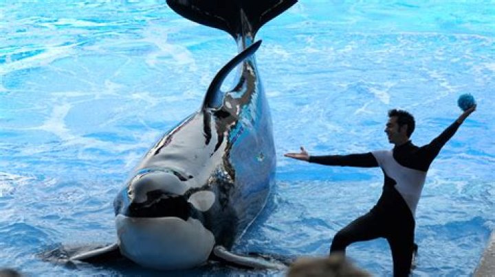 Can you still see killer whales at SeaWorld Orlando?