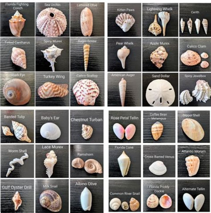 Can you take rocks and shells from Hawaii?