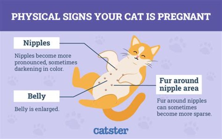 Can you tell if your pregnant by your nipples?