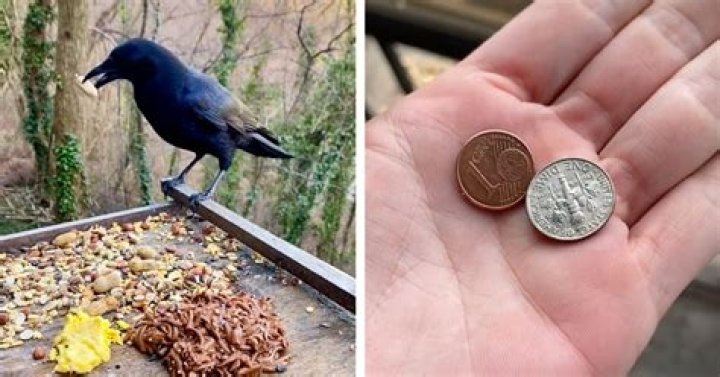 Can you train crows to bring you money?