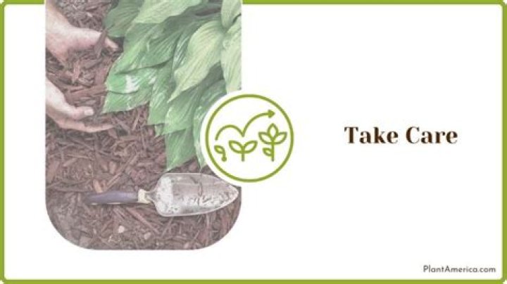 Can you transplant hostas anytime?