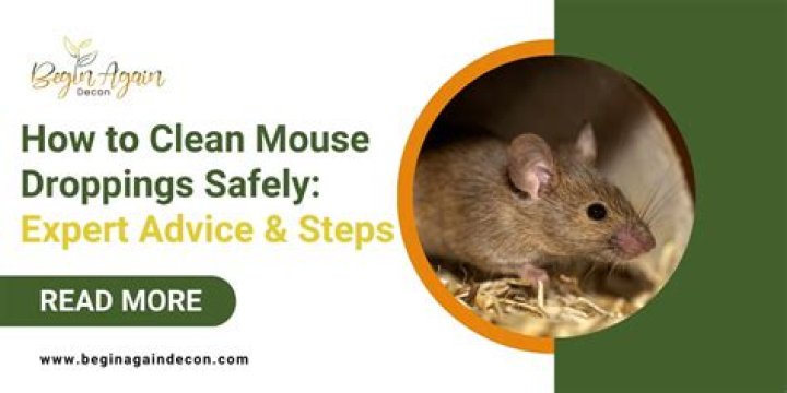 Can you use a shop vac to clean mouse droppings?