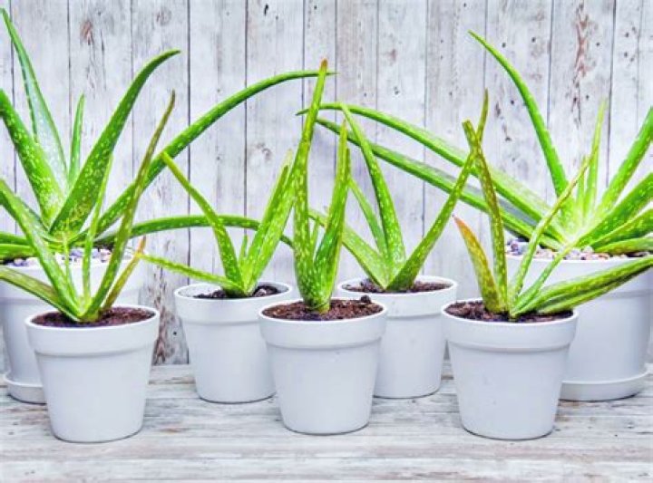 Can you use Miracle Grow on aloe vera plants?
