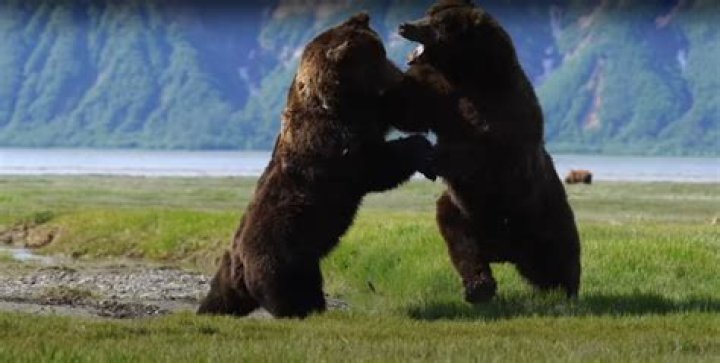 Did people used to fight bears?