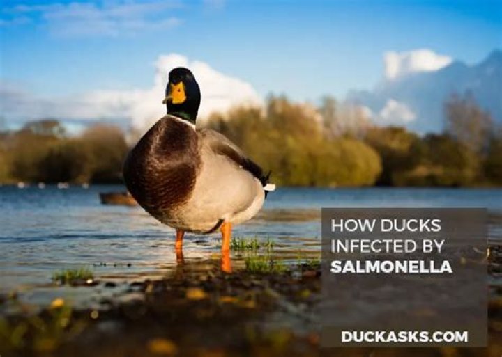 Do all ducks carry Salmonella?