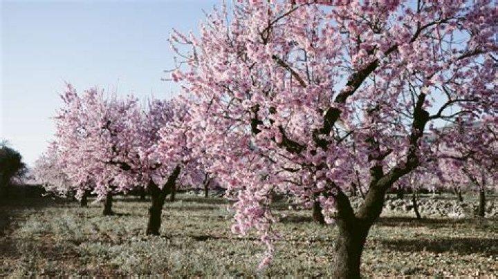 Do almond trees need a lot of water?