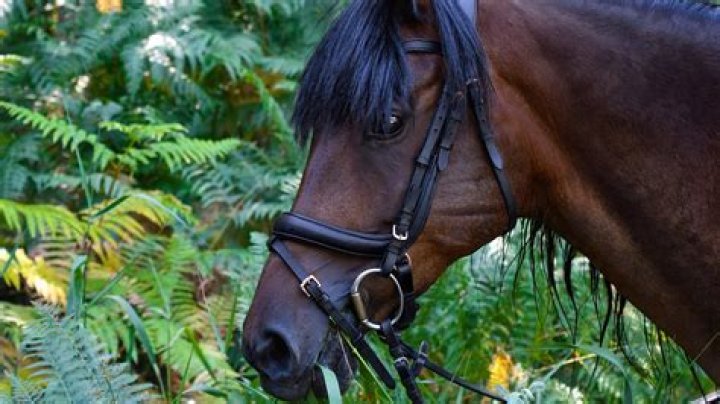 Do anatomical bridles really work?