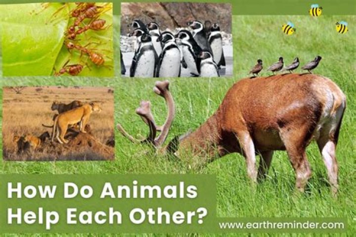 Do animals steal from each other?