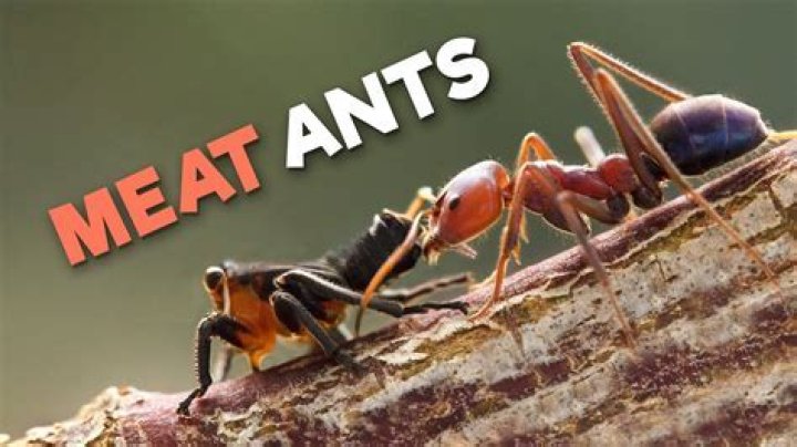 Do ants eat meat?