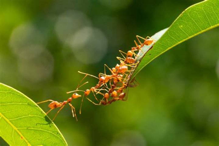 Do ants execute their own?