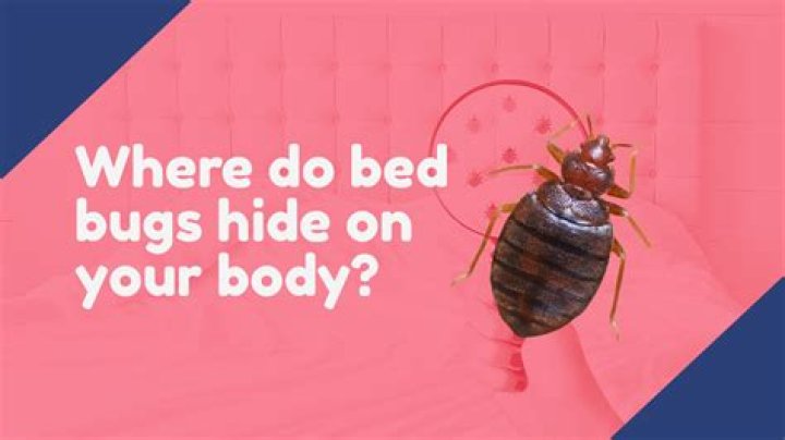 Do bed bugs go in shower?