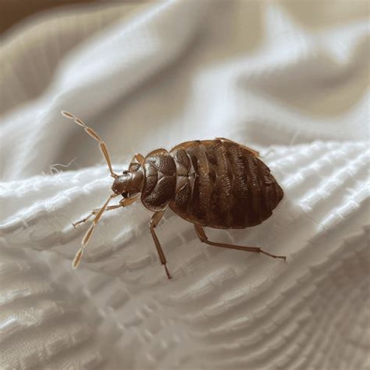 Do bed bugs look like black dots?