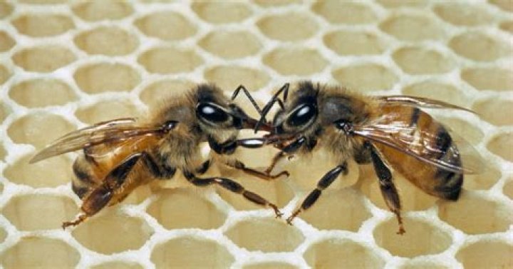 Do bees feed on honeydew?