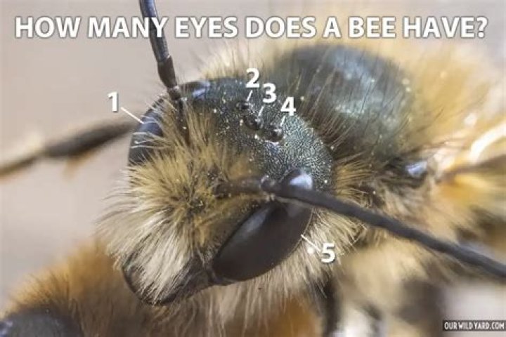 Do bees remember your face?