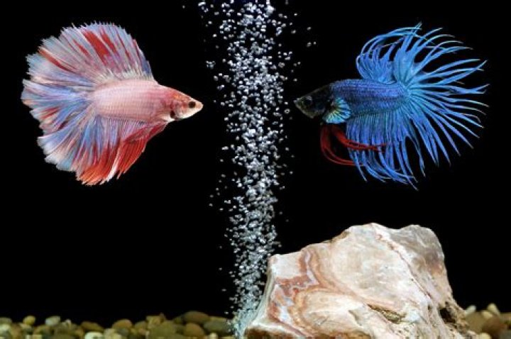 Do bettas like dark water?
