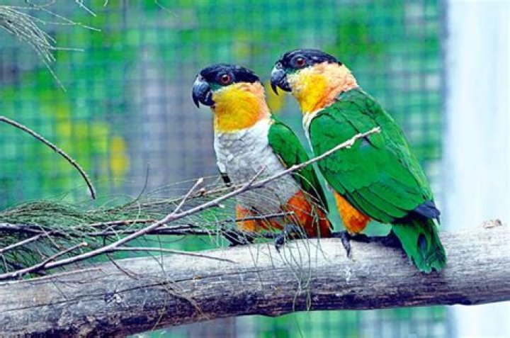 Do birds fall in love with humans?