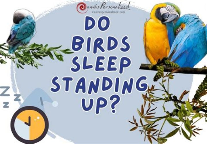 Do birds sleep in the same tree every night?