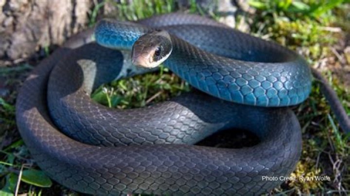 Do blue snakes exist?