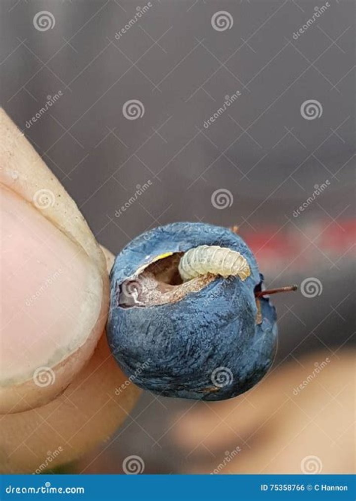 Do blueberries have worms?