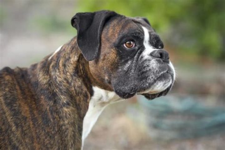 Do boxers do dips?