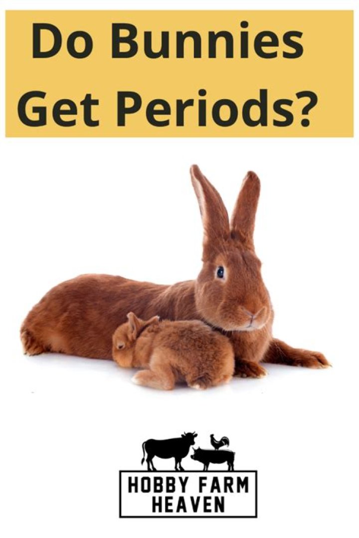 Do bunnies get periods?