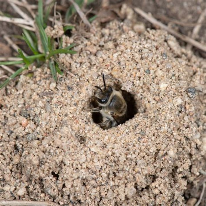 Do carpenter bees live in the ground?