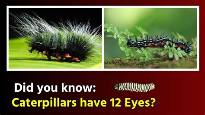 Do caterpillars have 6 or 12 eyes?