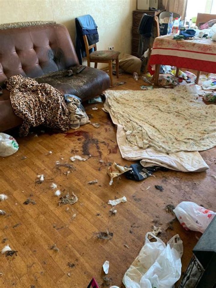 Do cats eat their dead owner?