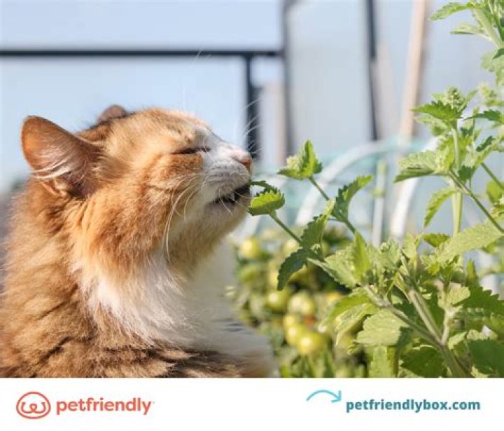 Do cats enjoy catnip?